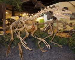 Skeletons of various dinosaurs are kept on display at the museum. Most of them were found in Sichuan Province. You can also see skeletons of the Tuoji